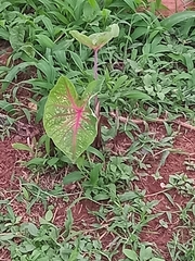 Caladium bicolor