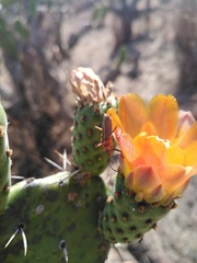 Stenomacra marginella