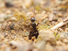 Camponotus piceus