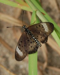 Acraea oncaea