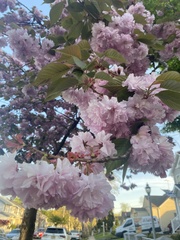 Prunus