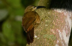 Xiphocolaptes albicollis