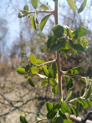 Condalia velutina