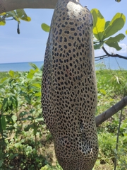 Gymnothorax isingteena