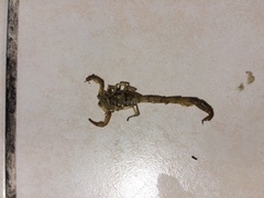 Centruroides suffusus