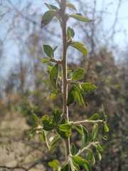 Condalia velutina
