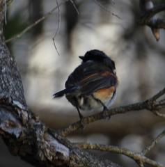 Batis capensis capensis