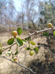 Condalia velutina