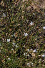 Wahlenbergia cernua
