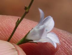 Wahlenbergia cernua