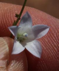 Wahlenbergia cernua