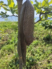 Gymnothorax isingteena