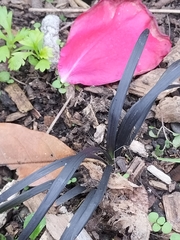 Ophiopogon planiscapus