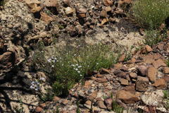 Wahlenbergia cernua