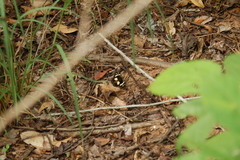 Aterica galene theophane