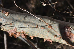 Bursera grandifolia