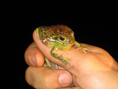 Hyla gratiosa