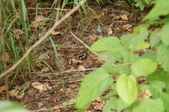 Aterica galene theophane