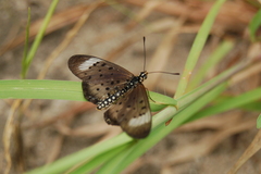 Acraea oncaea