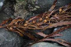 Anthophycus longifolius
