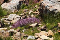 Prismatocarpus diffusus