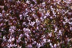 Prismatocarpus diffusus