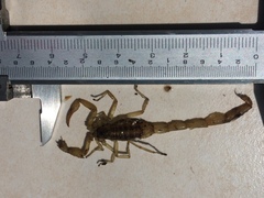 Centruroides suffusus