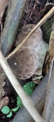 Lycoperdon compactum