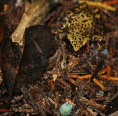 Eleutherodactylus marnockii