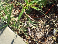 Persicaria attenuata