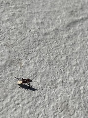 Anochrostomus formosus