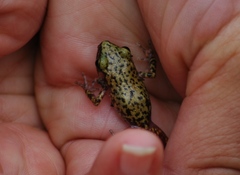 Eleutherodactylus marnockii