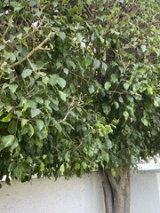 Ficus benjamina