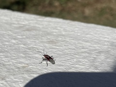 Anochrostomus formosus