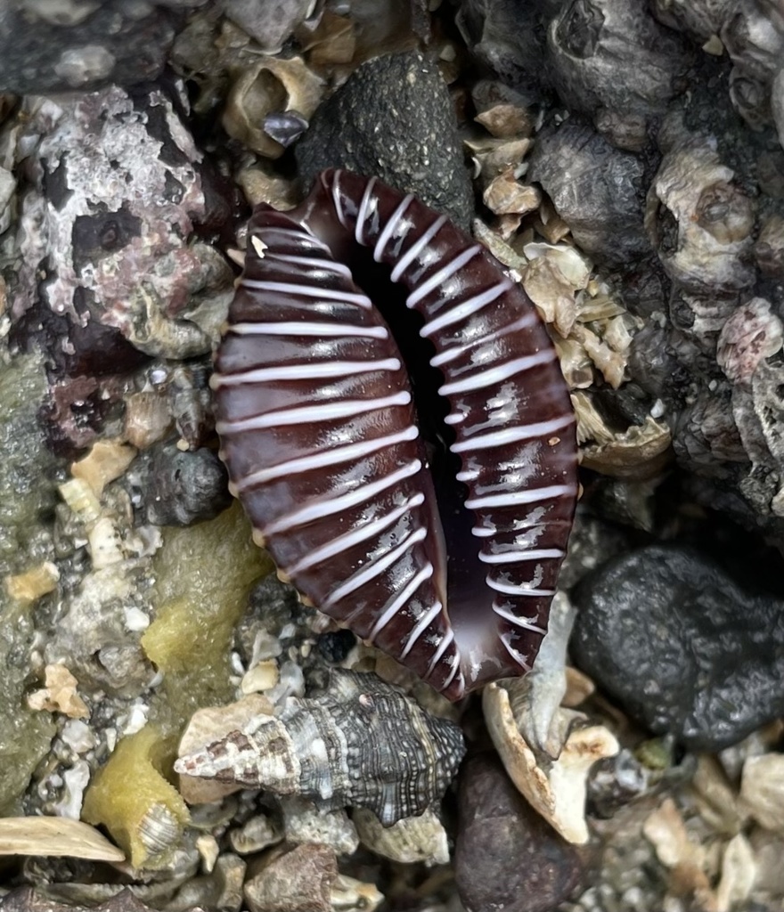 Jenner's cowry from Bahía de Panamá, Panama City, Panamá, PA on April ...