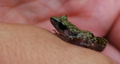 Eleutherodactylus marnockii