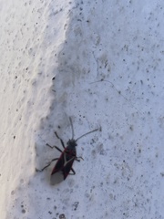 Anochrostomus formosus