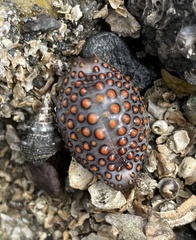 Jenneria pustulata