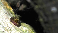 Eleutherodactylus marnockii