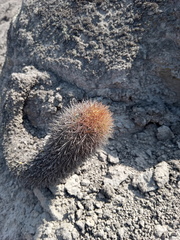 Loxanthocereus acanthurus