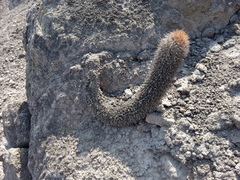 Loxanthocereus acanthurus