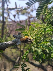 Teloschistes hypoglaucus