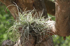 Tillandsia baileyi