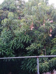 Mangifera indica image