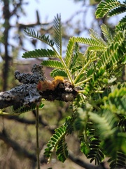 Teloschistes hypoglaucus