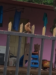 Turdus grayi