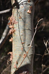 Bursera grandifolia