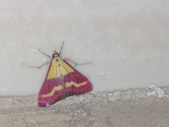Pyrausta virginalis