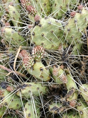Opuntia × columbiana