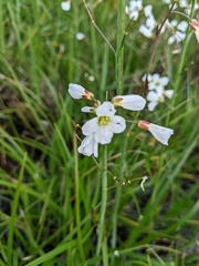 Cardamine penduliflora
